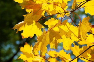 Sonbahar akçaağaç yaprağı. Sancak sonbahar desenli akçaağaç yaprağı doğal arka planda parlak