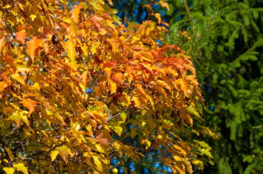 Sonbahar akçaağaç yaprağı. Sancak sonbahar desenli akçaağaç yaprağı doğal arka planda parlak
