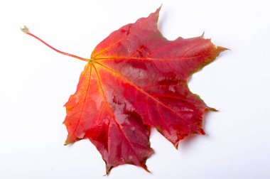 Sonbahar akçaağaç yaprağı. Sancak sonbahar desenli akçaağaç yaprağı beyaz arka planda parlak 