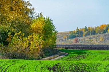 Sonbahar huş yaprağı. Sarı huş yaprakları güneş ışığında. Güneşli bir gün. Seçici odak