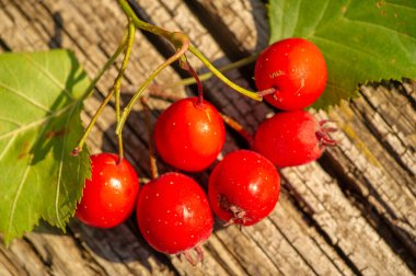 Bulanık fotoğraf, sığ alan derinliği. Hawthorn, küçük koyu kırmızı meyveleri olan dikenli bir çalıdır. Aslen kuzey ılıman bölgelerden, genellikle çitler için kullanılır.