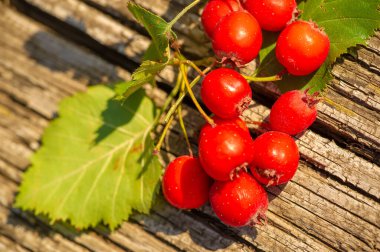 Bulanık fotoğraf, sığ alan derinliği. Hawthorn, küçük koyu kırmızı meyveleri olan dikenli bir çalıdır. Aslen kuzey ılıman bölgelerden, genellikle çitler için kullanılır.