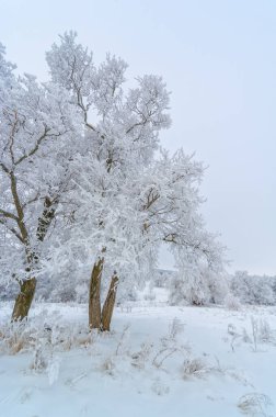 Ağaçlarda buz var. Bu gerçek bir kış günü değil mi? Sevdiğim hala melankolik hayat ve doğanın ahengi..