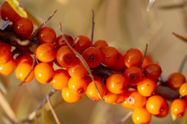 Deniz dikenleri, sığ alan derinliği bulanık. Meyve suyu, komposto, şarap ve deniz dikenli karides yağı kullanımı. Bu yağ ilaç ve kozmetolojide kullanılır, losyonların, merhemlerin, ilaçların bir parçasıdır..