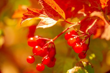 Bulanık fotoğraf, sığ alan derinliği. Sonbahar kırmızı viburnum, modern sınıflandırması moleküler filojene dayanır. Daha önce Honeysuckle ailesi Caprifoliaceae 'ye dahil edilmişti..