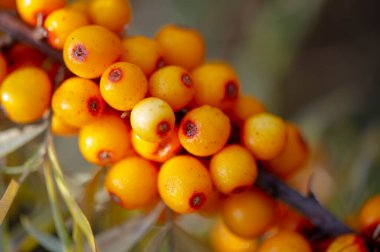 Deniz dikenleri, sığ alan derinliği bulanık. Meyve suyu, komposto, şarap ve deniz dikenli karides yağı kullanımı. Bu yağ ilaç ve kozmetolojide kullanılır, losyonların, merhemlerin, ilaçların bir parçasıdır..