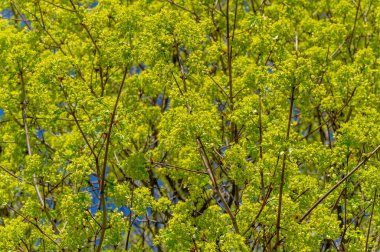 Güzel çiçekli fotoğraf, doğal duvar kağıdı.