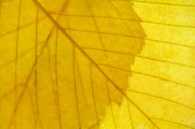 Sonbahar yaprakları, mevsimsel botanik arka plan