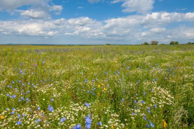 Yabani çiçek (yabani çiçek), yabani doğada yetişen, yani kasten tohum ekilmemiş veya ekilmemiş bir çiçektir..