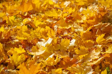 Sonbahar akçaağaç yaprakları. Sonbahar renkleri ve yetenekli ruh hali. Eylül Kasım, en zengin, en parlak ve en canlı renklerden biridir..