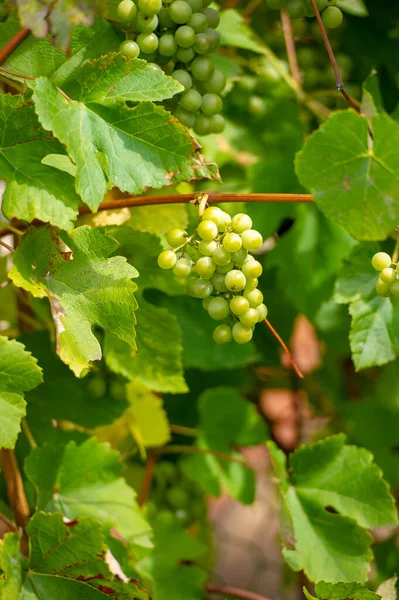 Wild Grapes Shot Colorful Autumn Wild Grape Leaves Natural Background — Stock Photo, Image