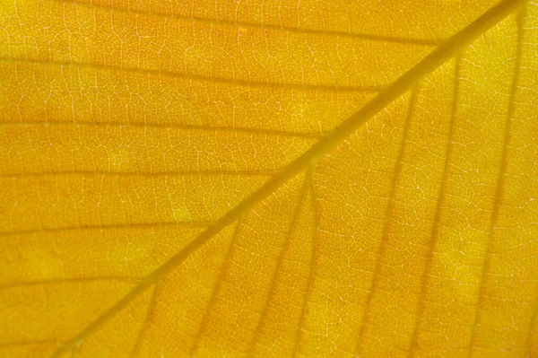 Bassa Profondita Campo Offuscata Foglie Giallo Autunno Macro Primo Piano — Foto Stock