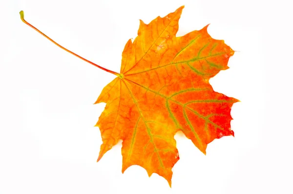 Осенние Кленовые Листья Красочный Фон Осенних Листьев Кленового Дерева Многоцветный — стоковое фото