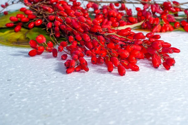 Berberis Vulgaris Een Bosbes Een Struik Met Rode Bessen Bessen — Stockfoto