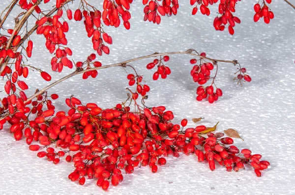 Berberis Vulgaris Een Bosbes Een Struik Met Rode Bessen Bessen — Stockfoto