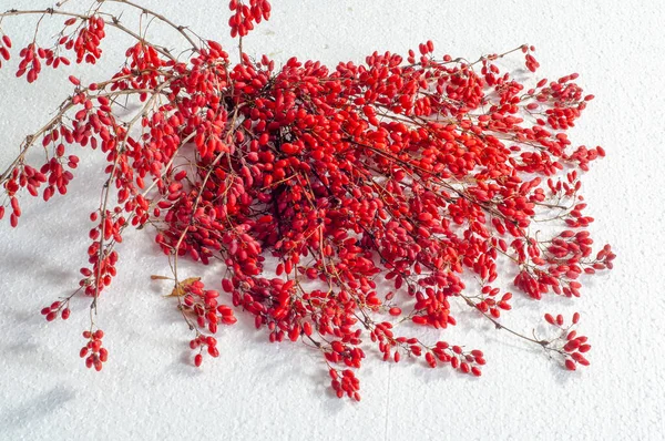 Berberis Vulgaris Jeřabina Keř Červenými Bobulemi Její Bobule Používají Tradiční — Stock fotografie