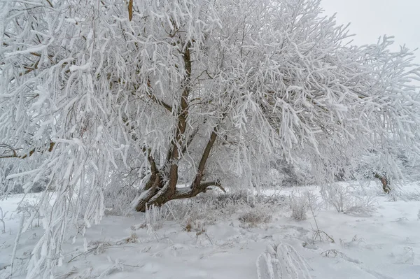 美しい冬の風景雪景色 — ストック写真