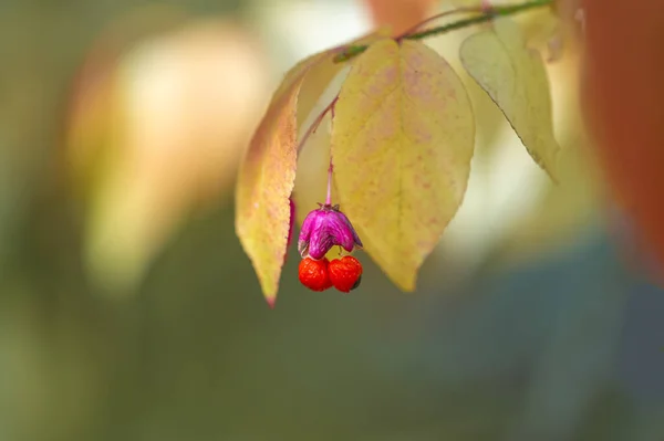 Shallow Depth Field Blurred Fall Color Leaves Phenomenon Whereby Take — Stock Photo, Image