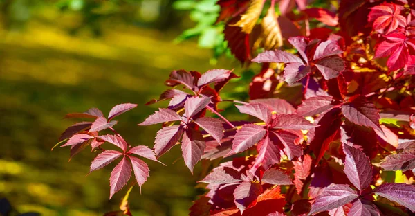 Die Herbstfärbung Der Blätter Ist Ein Phänomen Aufgrund Dessen Sie — Stockfoto