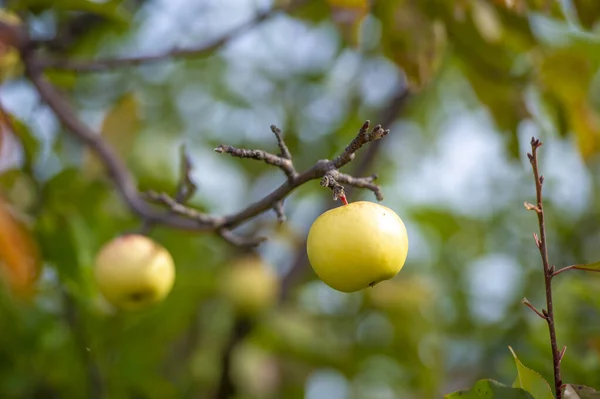 Alma Fán Gyümölcs Vörös Almával Színes Piros Gyümölcs Fán Betakarításra — Stock Fotó