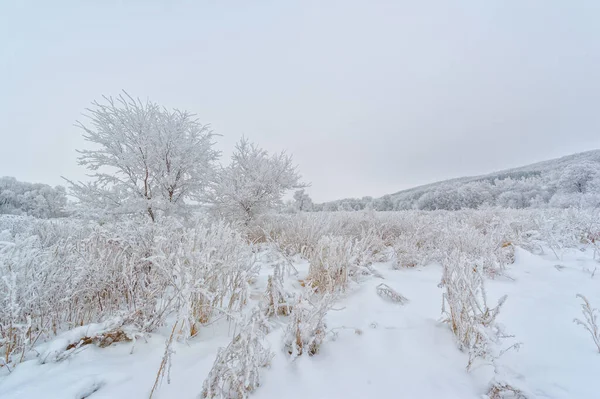 Bellissimo Paesaggio Invernale Scena Innevata — Foto Stock