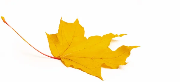 紅葉の秋のスケッチ 葉の黄色のオレンジの色 白い背景に孤立した写真 — ストック写真