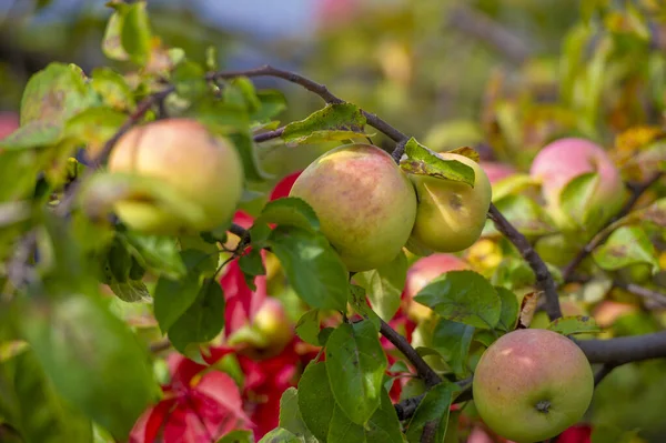 나무에 사과요 수확할 준비가 사과와 과수원 — 스톡 사진