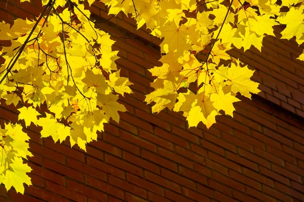 Autumn maple leaf. banner autumn pattern maple leaf bright on natural background