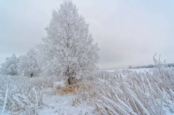 beautiful winter landscape, snowy scene