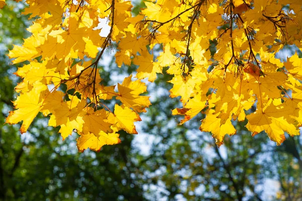 Autumn maple leaf. banner autumn pattern maple leaf bright on natural background