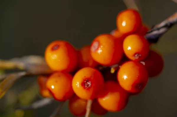 Sea Buckthorn Shallow Depth Field Blurred Use Juices Compotes Wines — Stock Photo, Image