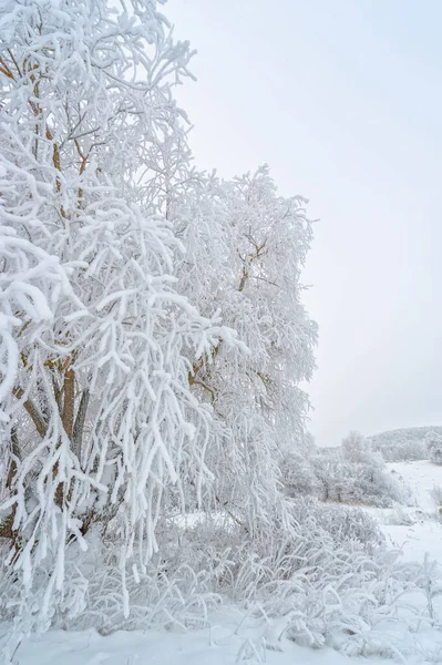 Prachtig Winterlandschap Besneeuwde Omgeving — Stockfoto