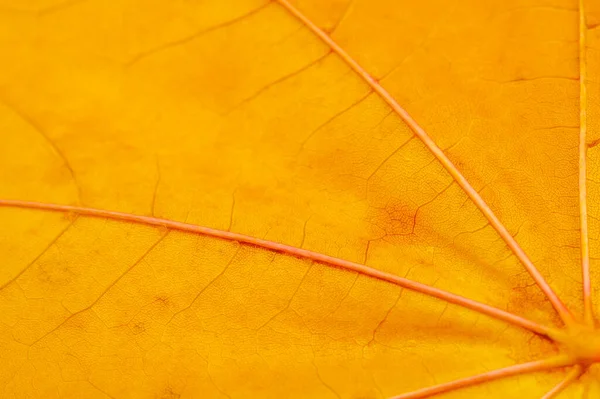 Autumn Sketch Maple Leaves Yellow Red Orange Colors Leaves Photograph — Stock Photo, Image