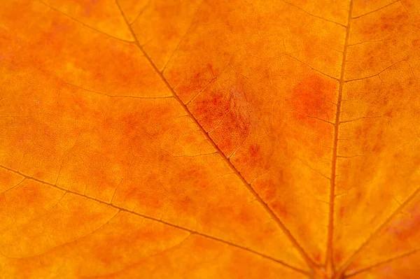 Autumn sketch with maple leaves, yellow red orange colors of leaves, photograph isolated on white background