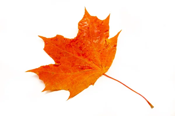 Hösten Skiss Med Lönnlöv Gul Röd Orange Färger Blad Fotografi — Stockfoto