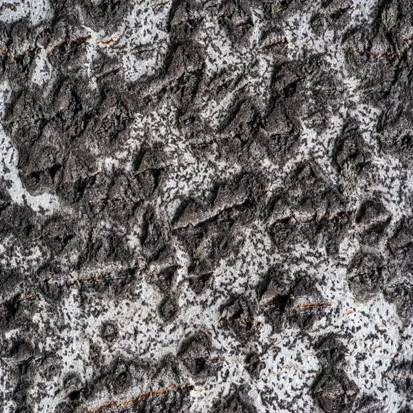 Padrão Textura Fundo Casca Árvore Álamo — Fotografia de Stock