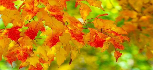 Esboço Outono Com Folhas Bordo Amarelo Vermelho Laranja Cores Das — Fotografia de Stock