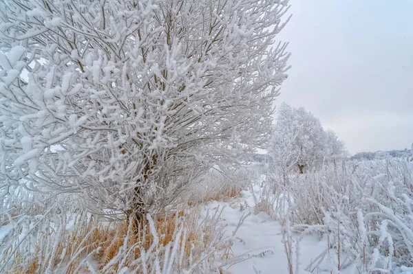 Prachtig Winterlandschap Besneeuwde Omgeving — Stockfoto