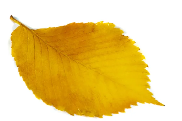 Размыто Красивые Осенние Листья Вяза Переднем Плане Крупным Планом Копировальным — стоковое фото