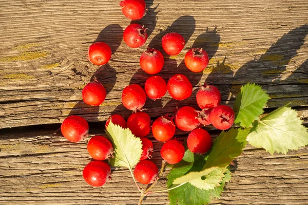 Θολή Φωτογραφία Ρηχό Βάθος Πεδίου Hawthorn Είναι Ένα Αγκαθωτό Θάμνος — Φωτογραφία Αρχείου