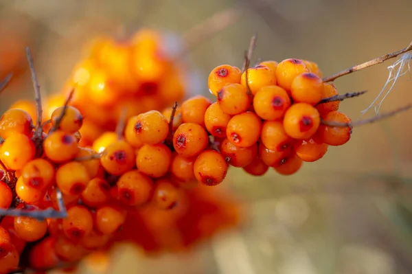 Sea Buckthorn Shallow Depth Field Blurred Use Juices Compotes Wines — Stock Photo, Image