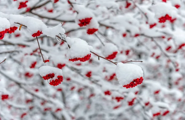 Перший Сніг Кожним Падаючим Масштабом Неба Падає Унікальна Іскра Інтересу — стокове фото