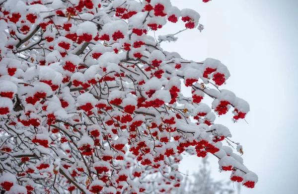 Перший Сніг Кожним Падаючим Масштабом Неба Падає Унікальна Іскра Інтересу — стокове фото