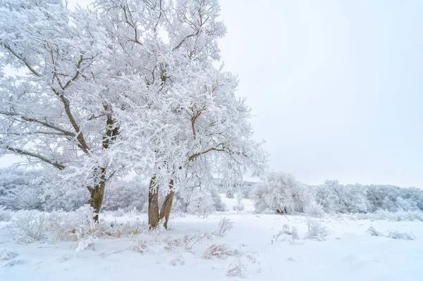 Bellissimo Paesaggio Invernale Scena Innevata — Foto Stock