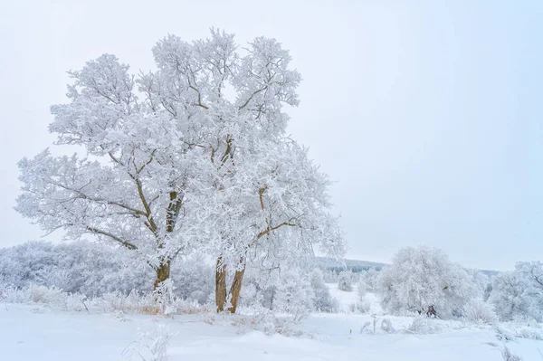 beautiful winter landscape, snowy scene