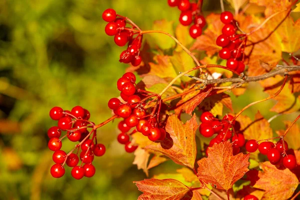 Zamazane Zdjęcie Płytka Głębokość Pola Autumn Red Viburnum Jego Nowoczesna — Zdjęcie stockowe