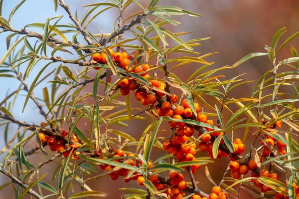 Sea Buckthorn Shallow Depth Field Blurred Use Juices Compotes Wines — Stock Photo, Image