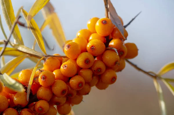 Sea Buckthorn Shallow Depth Field Blurred Use Juices Compotes Wines — Stock Photo, Image