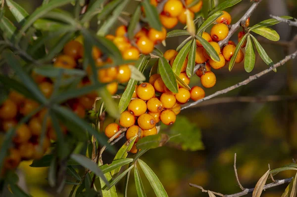 Sea Buckthorn Shallow Depth Field Blurred Use Juices Compotes Wines — Stock Photo, Image