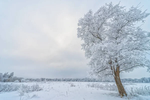 Bellissimo Paesaggio Invernale Scena Innevata — Foto Stock